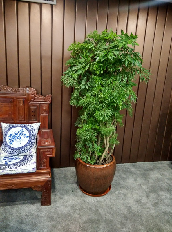 细叶福禄桐