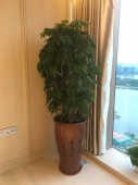 盆栽出租