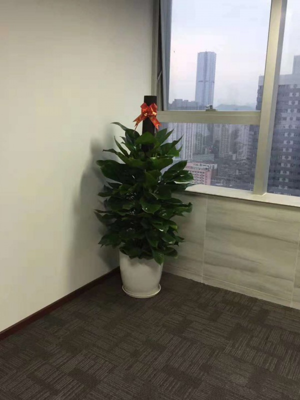 绿萝柱