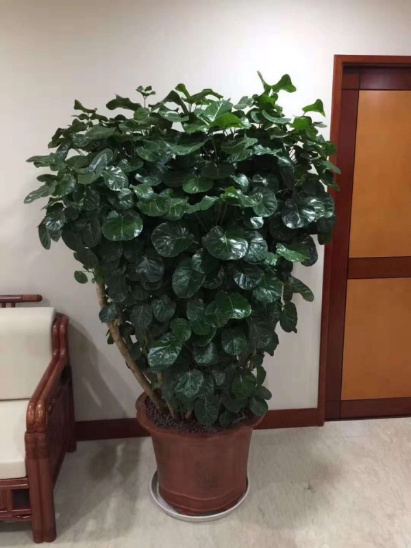 福禄桐