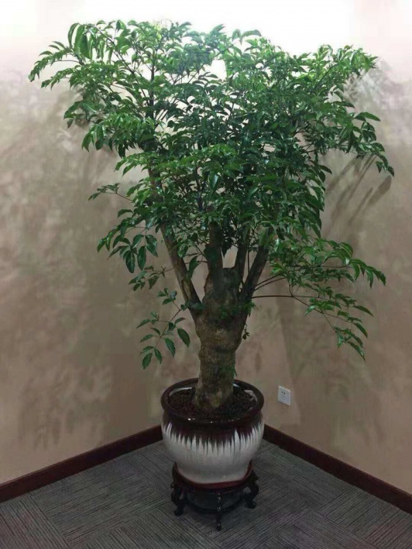 富贵树
