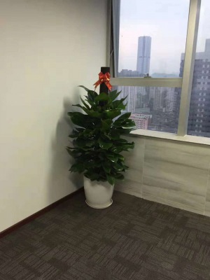 绿萝柱