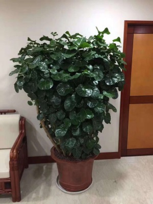 福禄桐