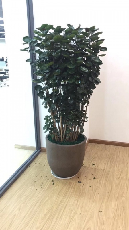 圆叶福禄