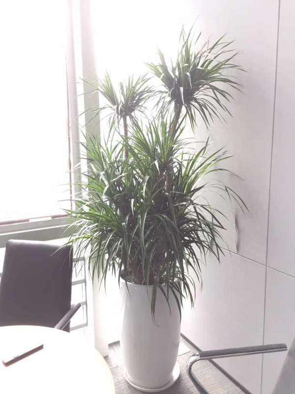 龙须树