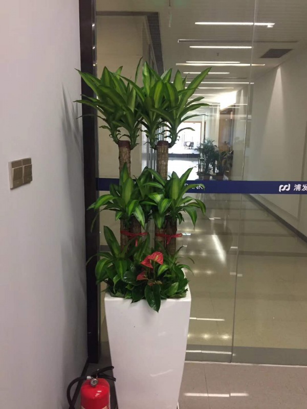 组合巴西木