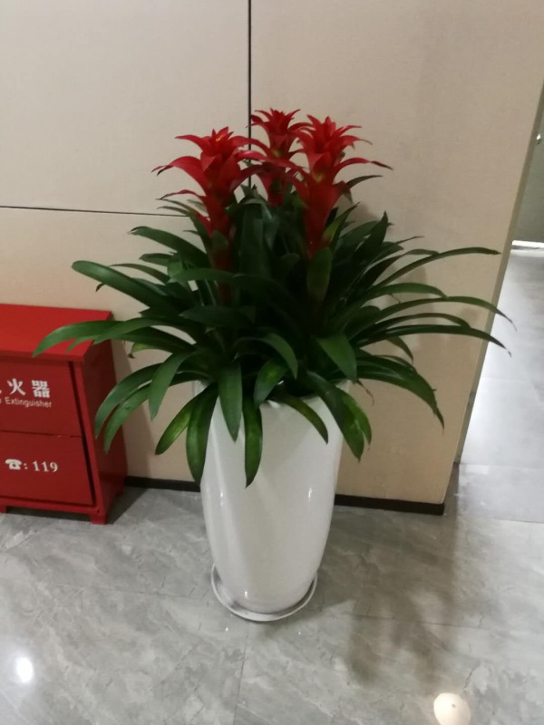 鸿运当头