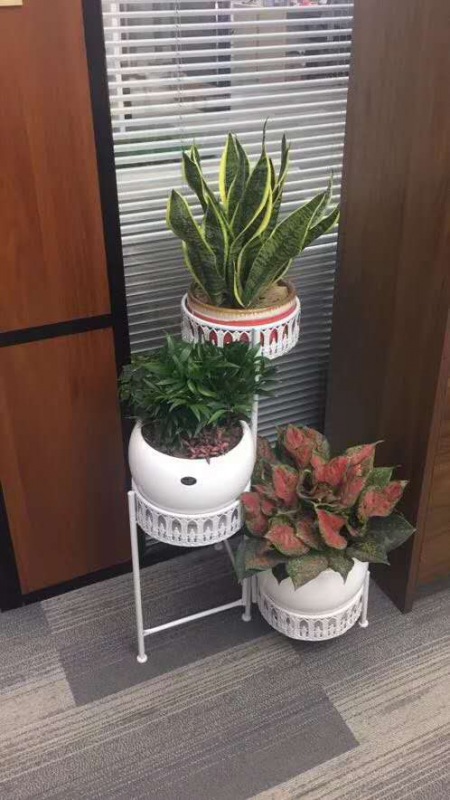 花架植物