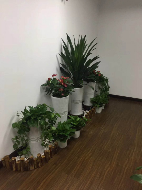 艺术组合盆景