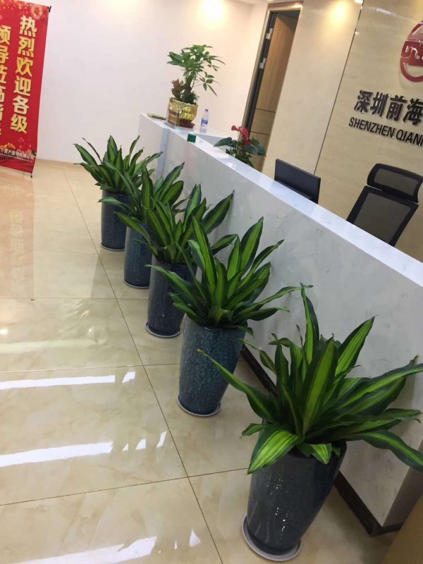 中型室内植物