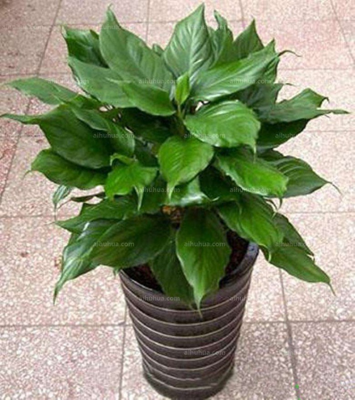 中型室内植物