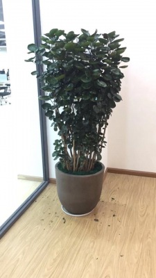 圆叶福禄