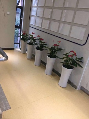 中型室内植物