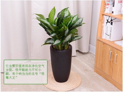 中型室内植物