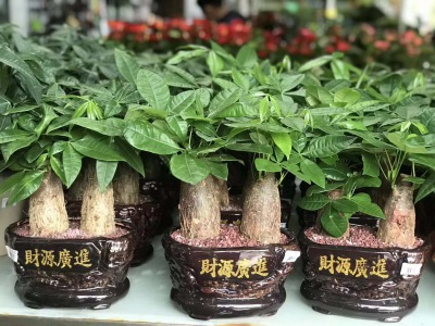 桌面盆景